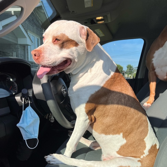 Meet your Posher, Natasha - Picture 1 of 1